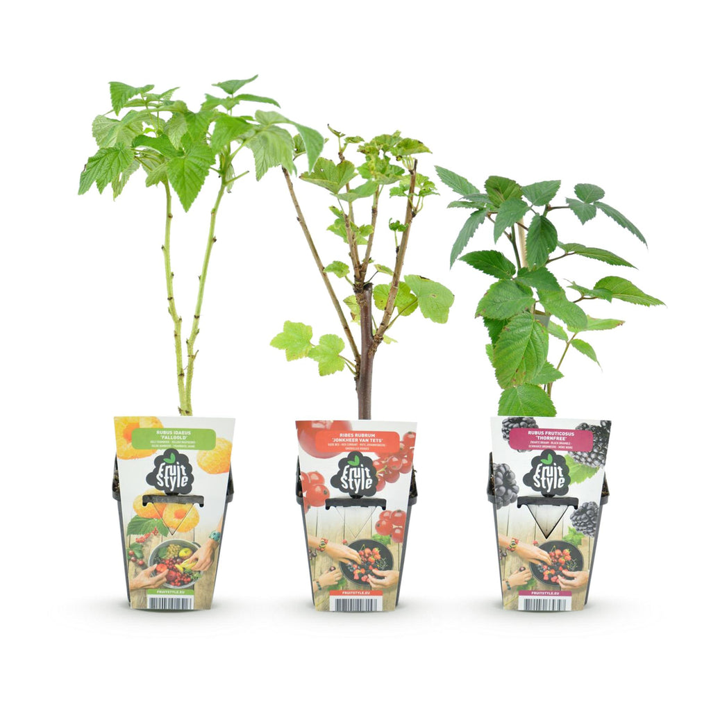 Framboos (Rubus idaeus) – 3 planten, Ø9 cm, 35 cm hoog – foto 3
