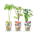 Framboos (Rubus idaeus) – 3 planten, Ø9 cm, 35 cm hoog