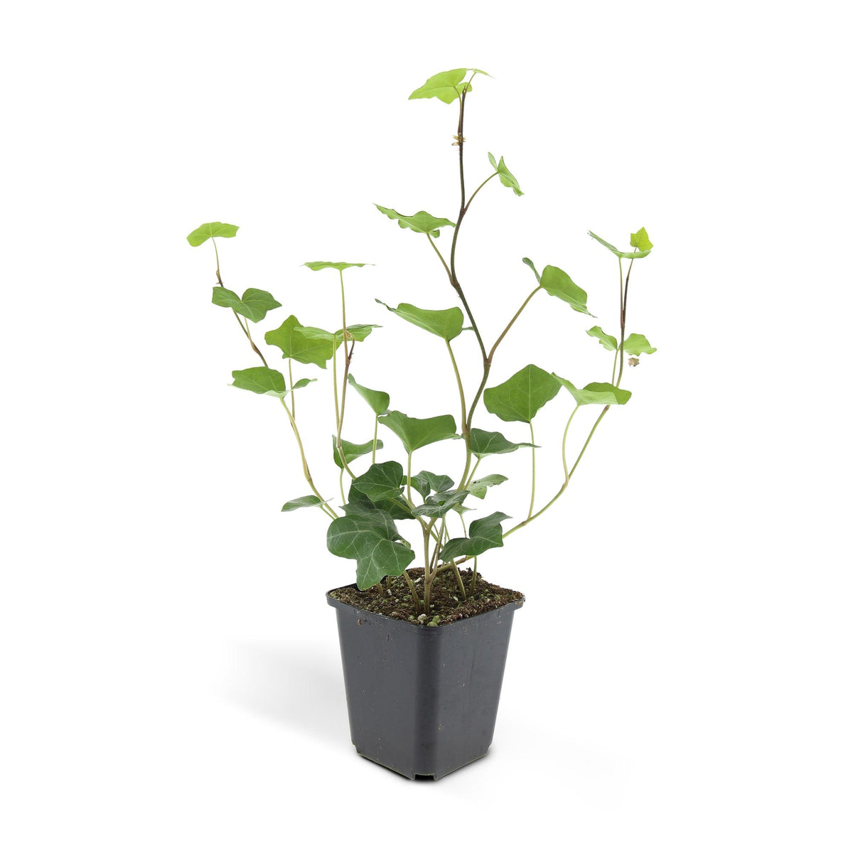 Hedera hibernica (klimop) – 48 planten, Ø9 cm, 10–25 cm hoog – foto 2