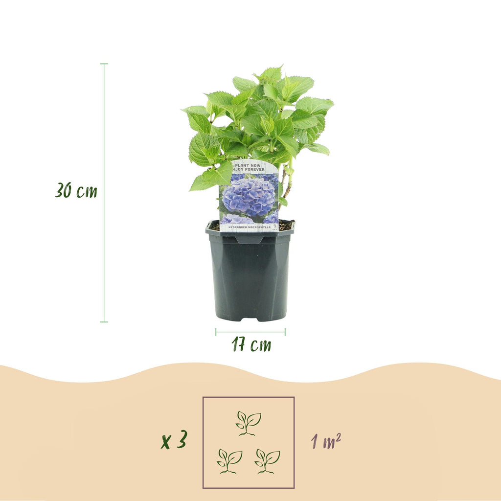 Hydrangea macrophylla 'Tricolour' (hortensia) – rose-blanc-bleu – 3 plantes, Ø17 cm, 30 cm de haut – photo 5
