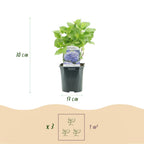 Hydrangea macrophylla 'Tricolour' (hortensia) – rose-blanc-bleu – 3 plantes, Ø17 cm, 30 cm de haut
