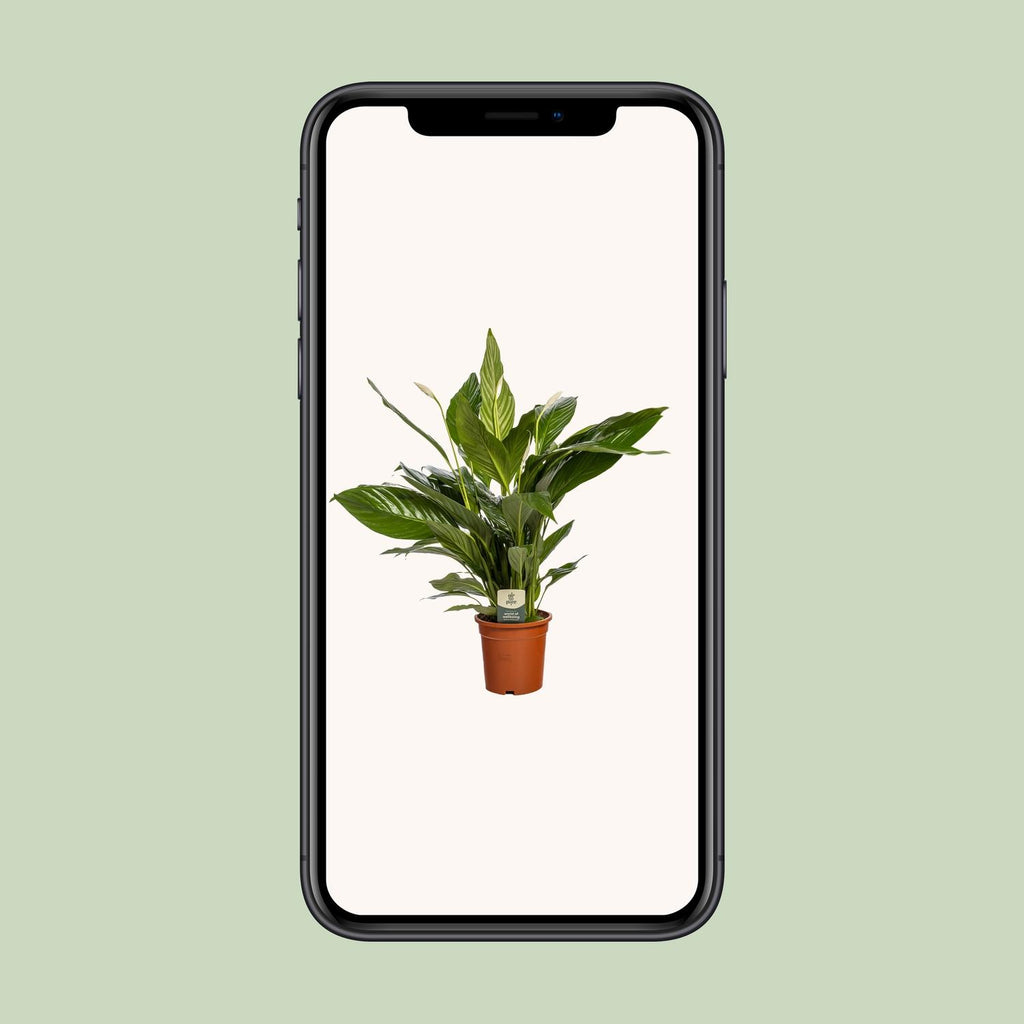 Spathiphyllum Bingo Cupido (fredslilje) – Ø19 cm, 80 cm høj – art. 5241