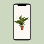 Spathiphyllum Bingo Cupido (fredslilje) – Ø19 cm, 80 cm høj – art. 5241