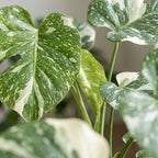 Monstera Crème Brûlée (plante percée) – Ø6 cm, 14 cm de haut