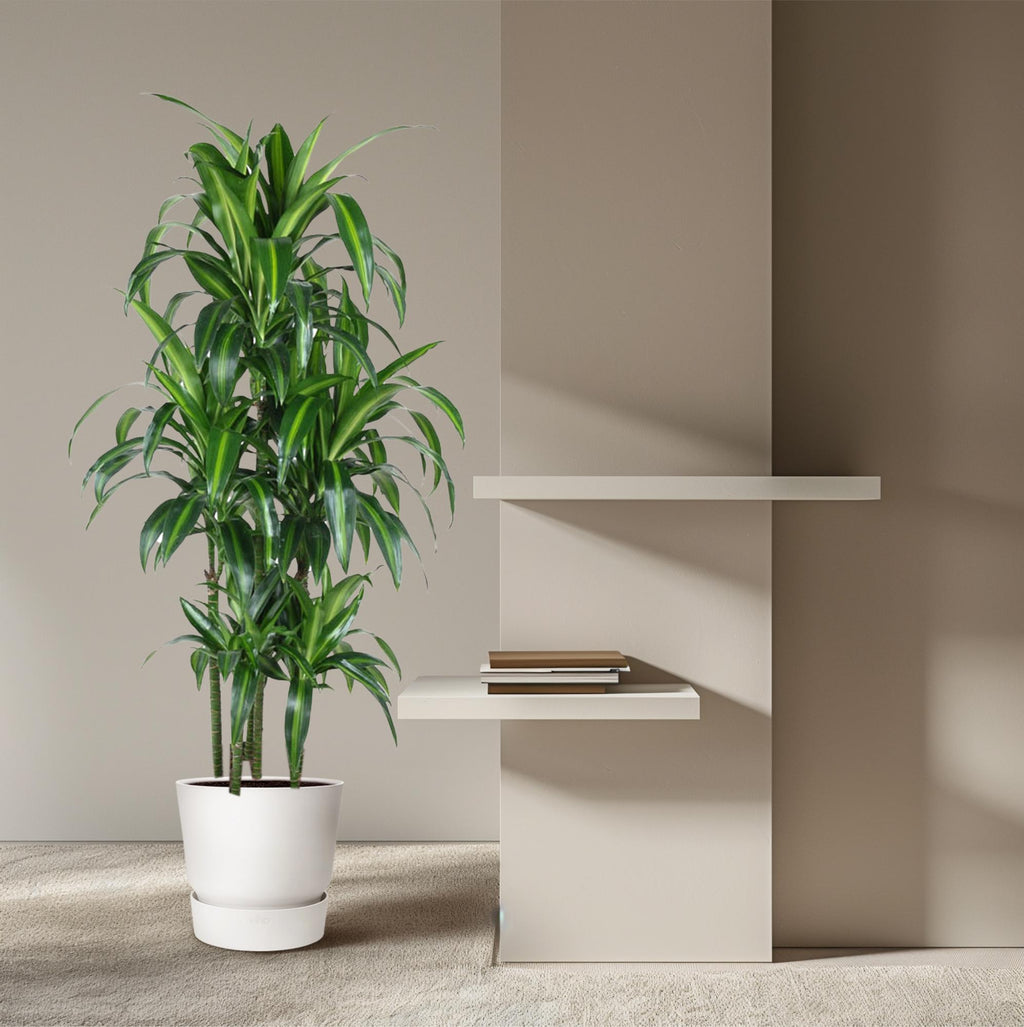 Dracaena Hawaiiana Carrousel (drakträd) – Ø31 cm, 150 cm hög