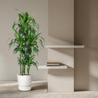 Dracaena Hawaiiana Carrousel (drakträd) – Ø31 cm, 150 cm hög