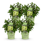 Hydrangea panniculata 'Groundbreaker Greeny' (hortensia paniculé) – crème – 4 plantes, Ø14 cm, 20–25 cm de haut