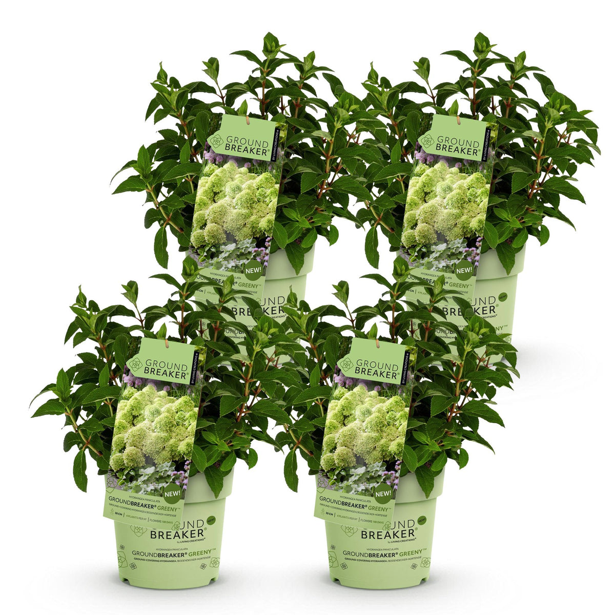 Hydrangea panniculata 'Groundbreaker Greeny' (pluimhortensia) – crème – 4 planten, Ø14 cm, 20–25 cm hoog