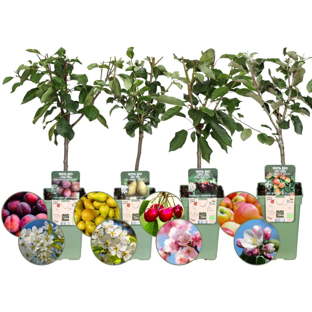 Apple tree (Malus domestica) – 4 plants, Ø20 cm, 60 cm high