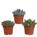 Echeveria mix zonder sierpot – Ø11 cm, 21 cm hoog
