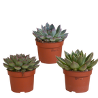 Echeveria mix zonder sierpot – Ø11 cm, 21 cm hoog