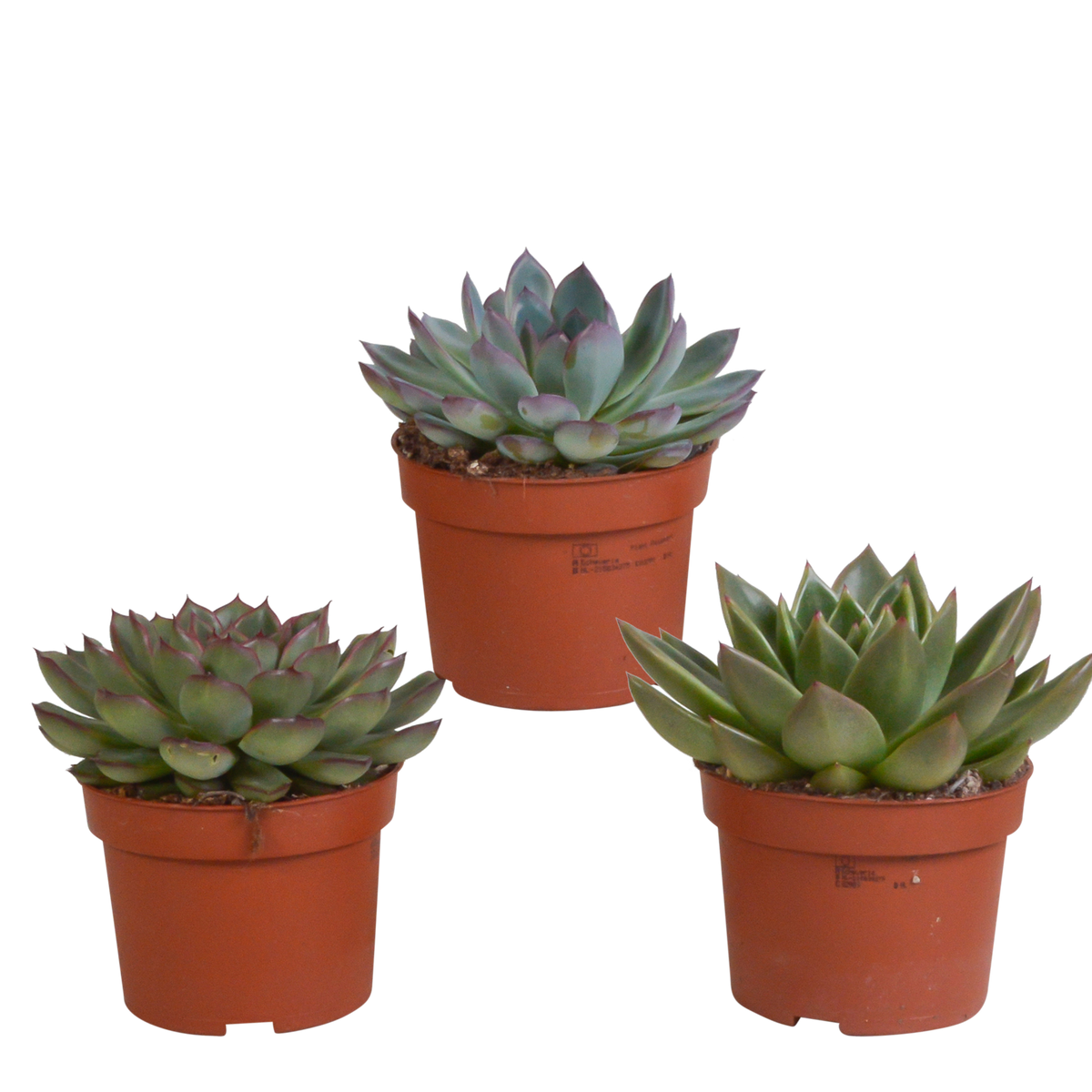 Echeveria mix zonder sierpot – Ø11 cm, 21 cm hoog