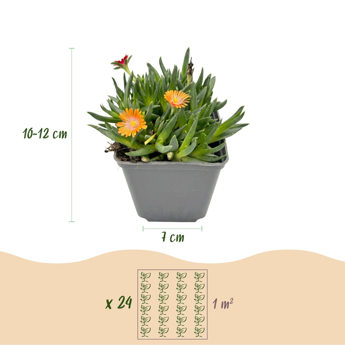 Delosperma mix (ijsbloem) – 6 planten, Ø7 cm, 10–12 cm hoog