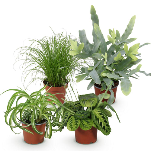4× Maranta (gebedsplant) – Ø12 cm, 25 cm hoog