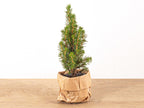 Picea glauca 'Perfecta' (mini Christmas tree) – Ø6 cm, 15–20 cm high