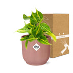 Philodendron scandens ‘Brasil’ in ELHO Vibes Fold 14cm roze – 20 cm hoog