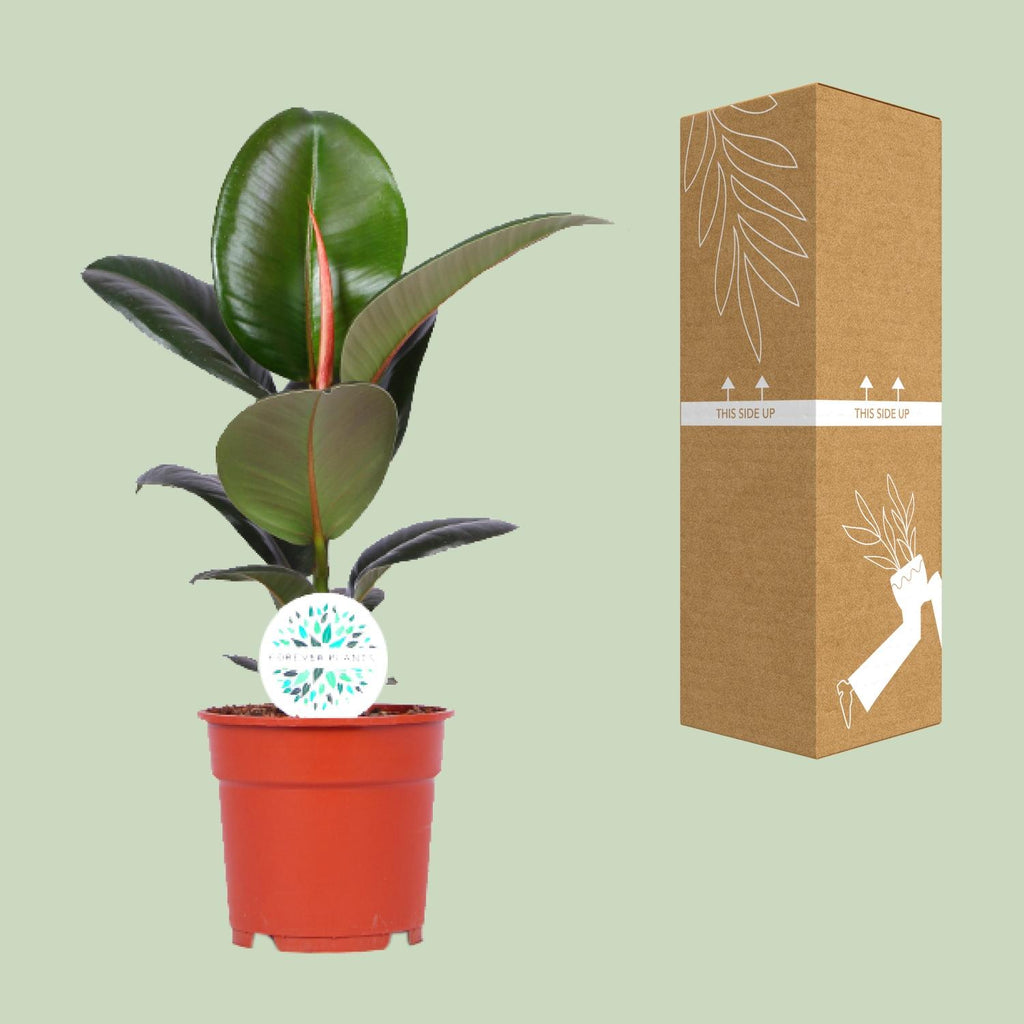Ficus elastica Robusta (plante caoutchouc) – Ø17 cm, 55 cm de haut – art. 15949