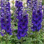 Delphinium 'Black Knight' (pied-d'éléphant) – violet – 6 plants, Ø11 cm, 15–25 cm de haut