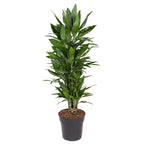 Dracaena Janet Lind verzweigt (Drachenbaum) – Ø 27 cm, 110 cm hoch