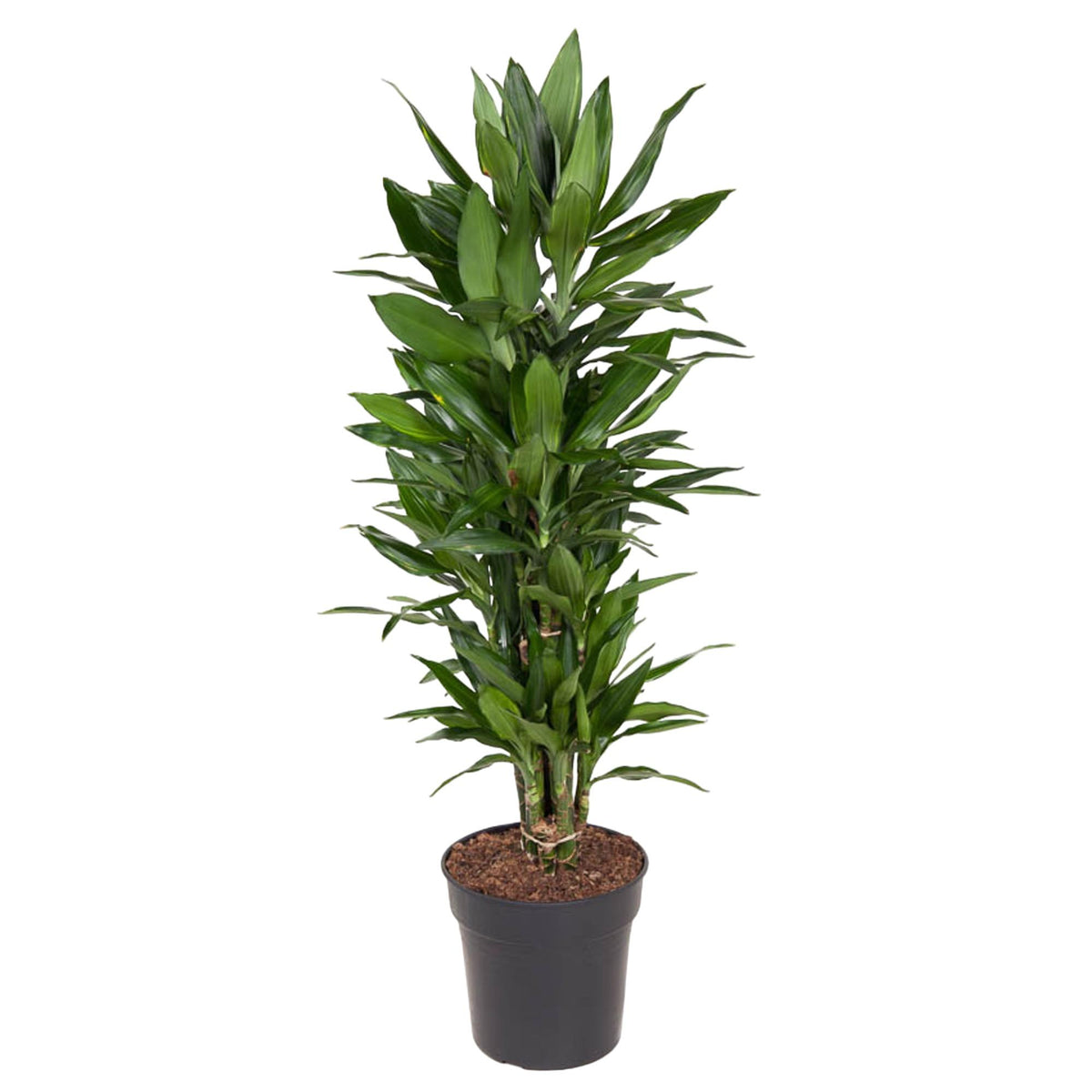 Dracaena Janet Lind vertakt (drakenboom) – Ø27 cm, 110 cm hoog