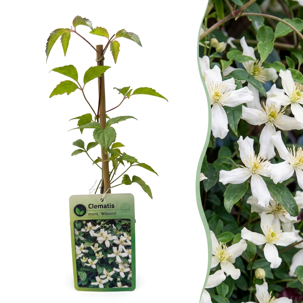 Clematis montana 'Wilsonii' (bosrank) – wit – 6 planten, Ø9 cm, 35 cm hoog