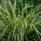 Carex morrowii 'Ice Dance' (Segge) – 2 Pflanzen, Ø 17 cm, 50 cm hoch