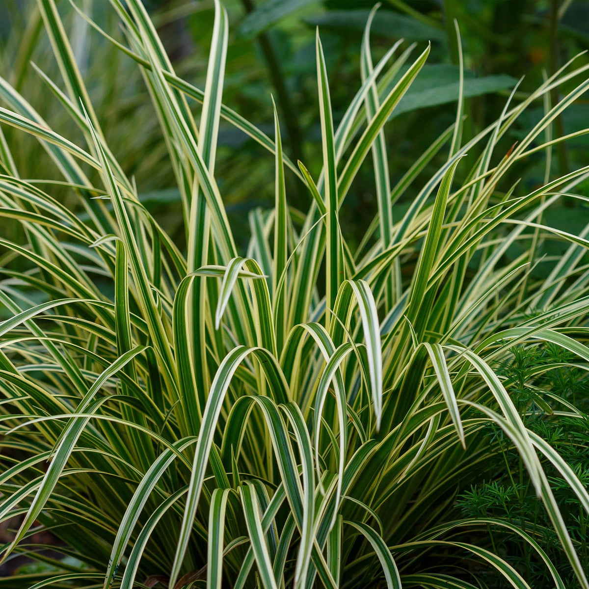 Carex morrowii 'Ice Dance' (Segge) – 2 Pflanzen, Ø 17 cm, 50 cm hoch – Bild 5