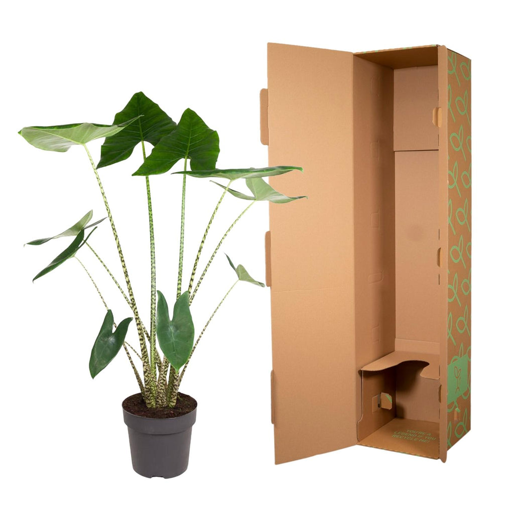 Alocasia zebrina (olifantsoor) – Ø32 cm, 130 cm hoog