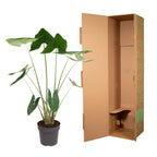 Alocasia zebrina (olifantsoor) – Ø32 cm, 130 cm hoog
