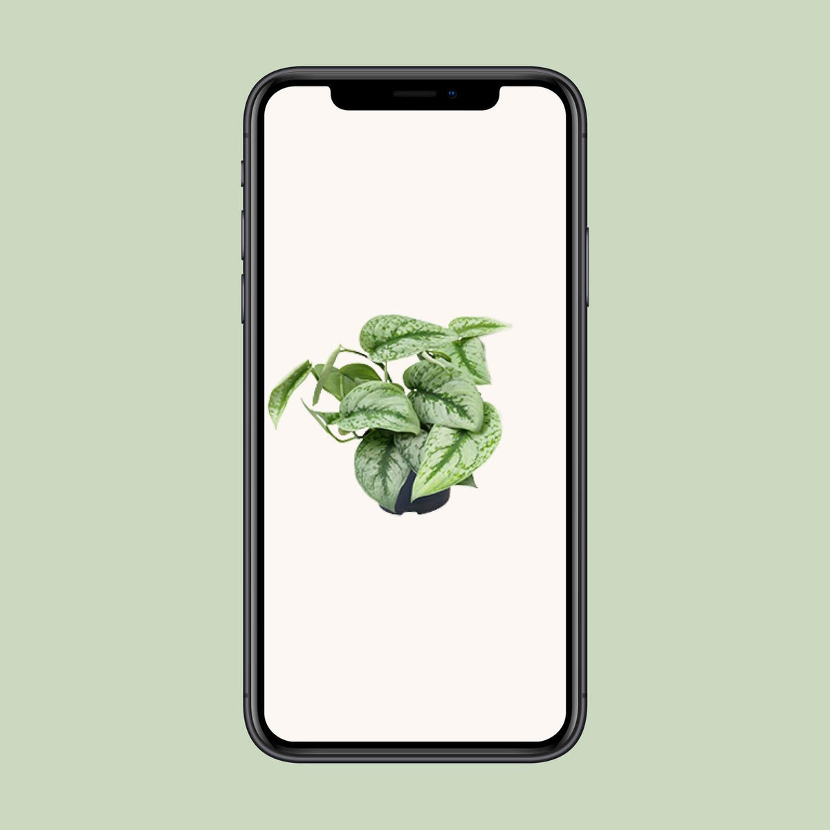 Scindapsus pictus Trebie – Ø12 cm, 15 cm høj – billede 4