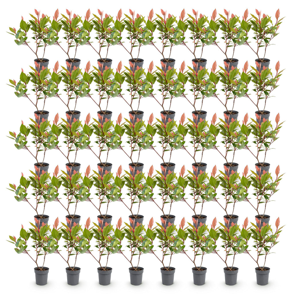 Photinia fraseri 'Little Red Robin' (photinia) – rouge – 40 plants, Ø9 cm, 25–35 cm de haut – photo 2