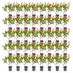 Photinia fraseri 'Little Red Robin' (photinia) – rouge – 40 plants, Ø9 cm, 25–35 cm de haut