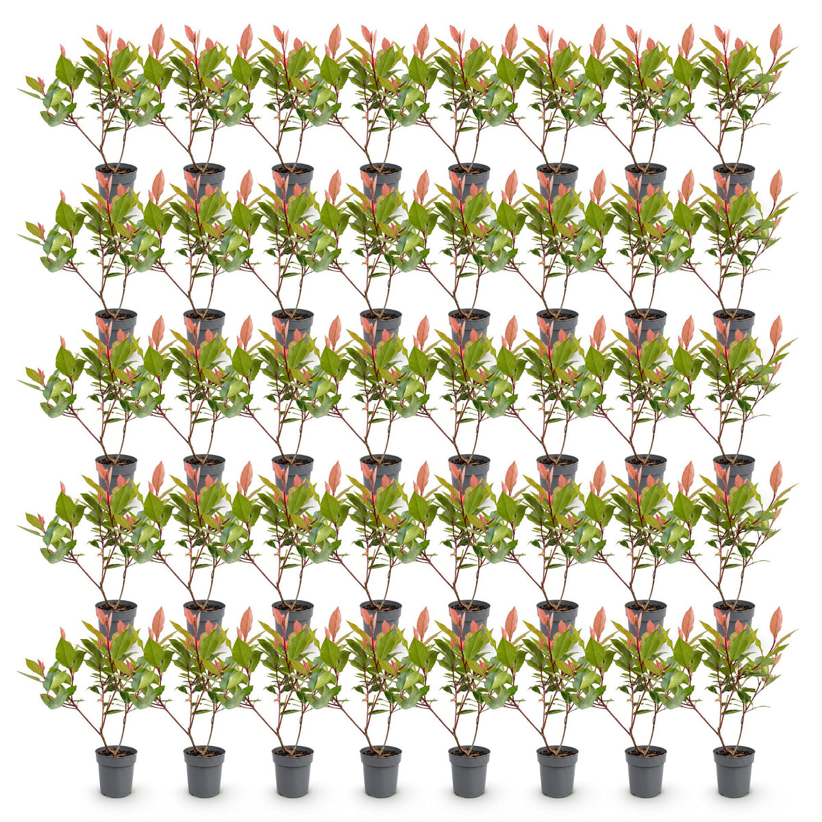 Photinia fraseri 'Little Red Robin' (photinia) – rouge – 40 plants, Ø9 cm, 25–35 cm de haut – photo 2