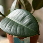 Ficus elastica Cloe (plante caoutchouc) – Ø19 cm, 65 cm de haut