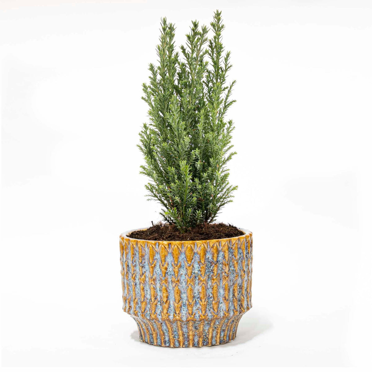 Julgran 'Ellwoodii' (Chamaecyparis) i Echo-lökpott – Ø9 cm, 25–30 cm hög