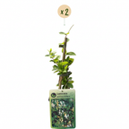 Lonicera japonica 'Halliana' (Japanese honeysuckle) – white-yellow – 2 plants, Ø9 cm, 35 cm high