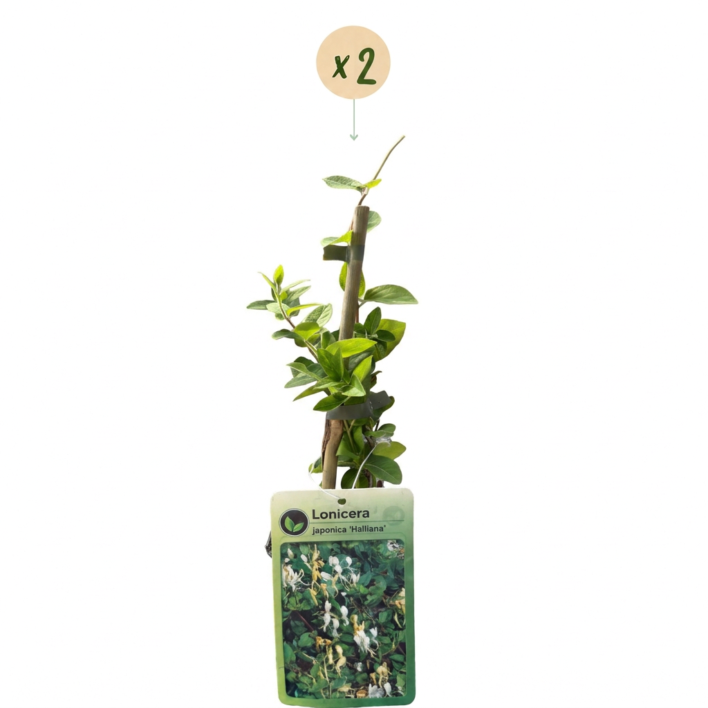 Lonicera japonica 'Halliana' (Japanese honeysuckle) – white-yellow – 2 plants, Ø9 cm, 35 cm high – photo 2