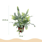 2× Phlebodium aureum Blue Star (fougère bleue) en pot décoratif gris – Ø12 cm, 25 cm de haut