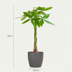 Pachira aquatica (pengaträd) i grå Potter-prydnadskruka – Ø21 cm, 80 cm hög