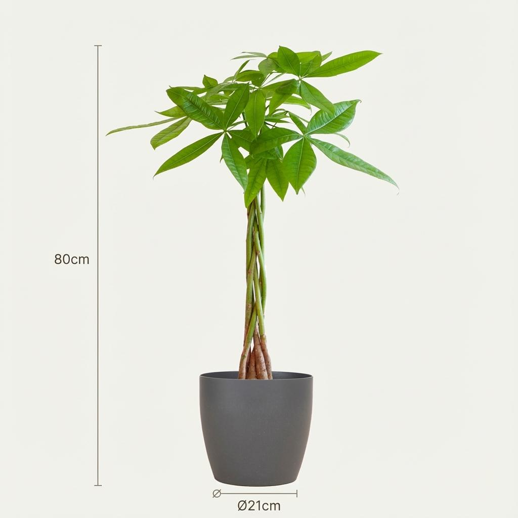 Pachira aquatica (pengaträd) i grå Potter-prydnadskruka – Ø21 cm, 80 cm hög