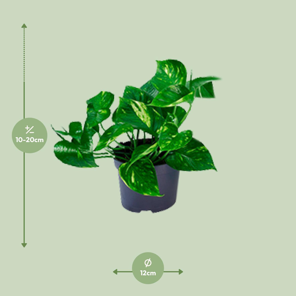 Epipremnum aureum (scindapsus) – Ø12 cm, 20 cm høj