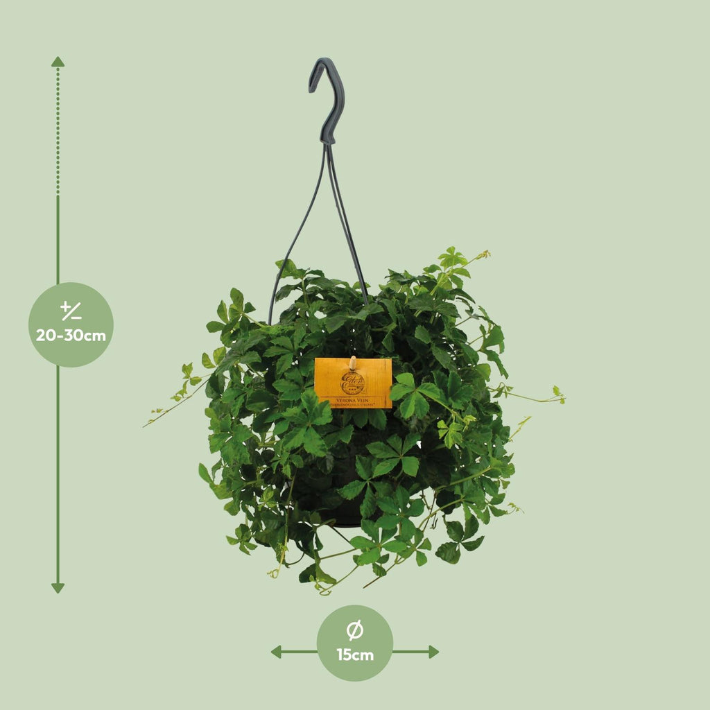 Parthenocissus striata Hængeplante – Ø15 cm, 15 cm høj