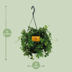 Parthenocissus striata Hængeplante – Ø15 cm, 15 cm høj