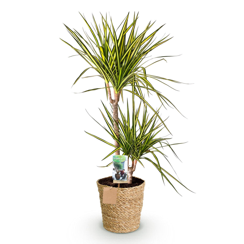 Dracaena Sunray (drakenboom) met mand – Ø21 cm, 90–100 cm hoog