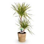 Dracaena Sunray (drakenboom) met mand – Ø21 cm, 90–100 cm hoog