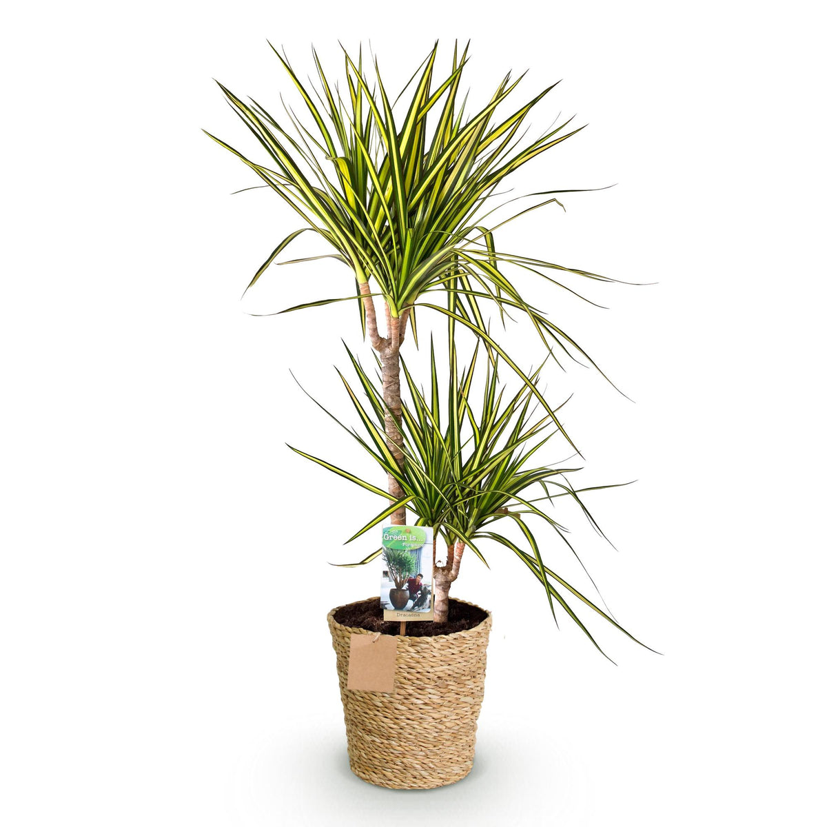 Dracaena Sunray (drakenboom) met mand – Ø21 cm, 90–100 cm hoog
