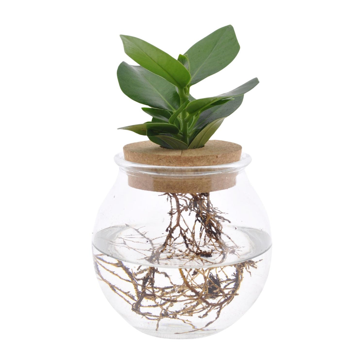 Clusia im Kugelglas – Ø 12 cm, 30 cm hoch