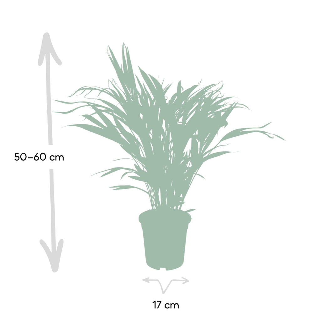 Dypsis lutescens (gul palm) – Ø17 cm, 60 cm hög