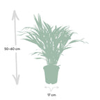Dypsis lutescens (gul palm) – Ø17 cm, 60 cm hög