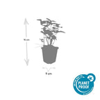 Fragaria vesca (aardbei) – 60 planten, Ø9 cm, 10–25 cm hoog
